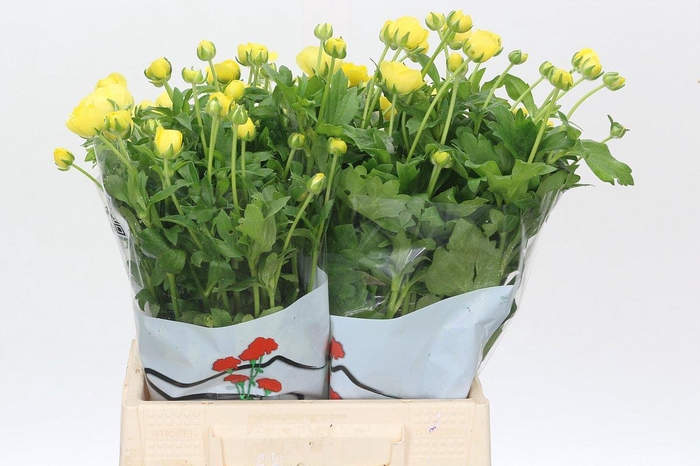 <h4>Ranunculus Butterfly Phytalos</h4>