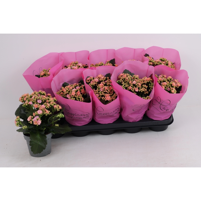 <h4>KAL GE AFRICAN JUNE</h4>