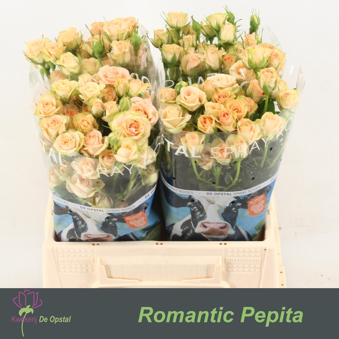 <h4>R tr Romantic Pepita</h4>