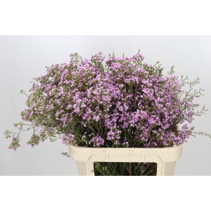 Chamelaucium Pirouette