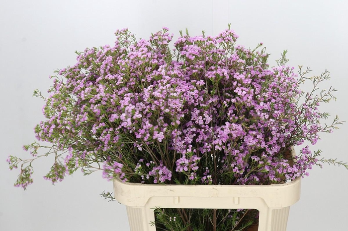 <h4>Chamelaucium Pirouette</h4>