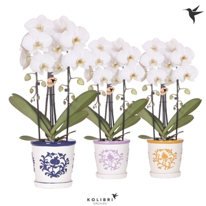 Kolibri Orchids Cascade Niagara Fall white 2 spike in Malaga pot mix