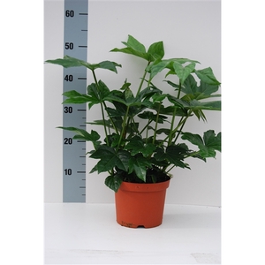 Fatsia Japonica P17