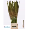 Eremurus Pink Romance