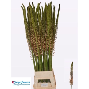 Eremurus Pink Romance