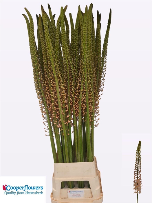 <h4>Eremurus Pink Romance</h4>