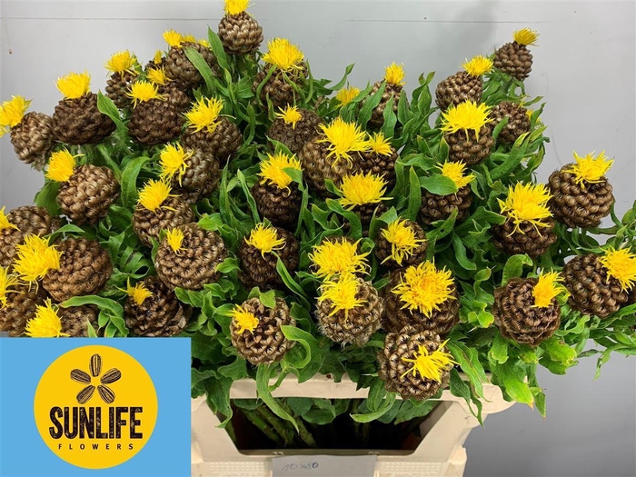 <h4>Centaurea Macrocephala</h4>