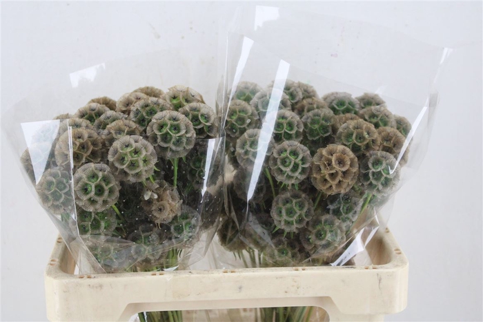 <h4>Scabiosa Overig Green</h4>