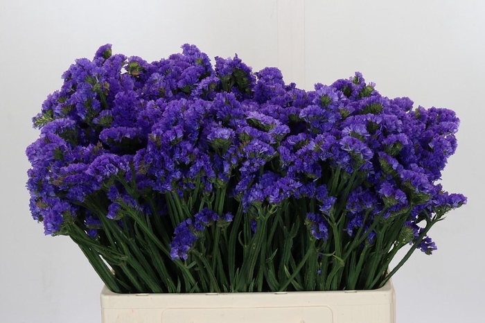 <h4>Limonium Navy Sun Birds</h4>