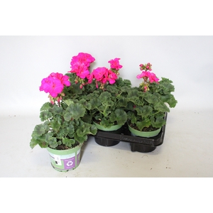Pelargonium zonale Mojo Violet