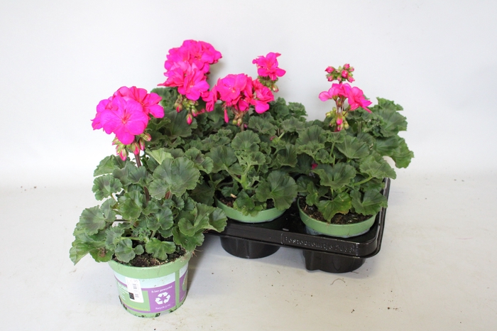 <h4>Pelargonium zonale Mojo Violet</h4>