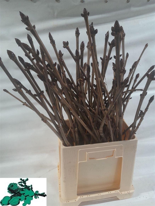 <h4>Aesculus Hippoc Tak</h4>