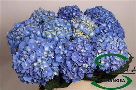 <h4>Hydr M Hilde Moorhof Bl</h4>