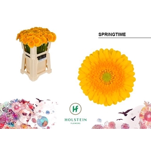 Germini Springtime Water x80