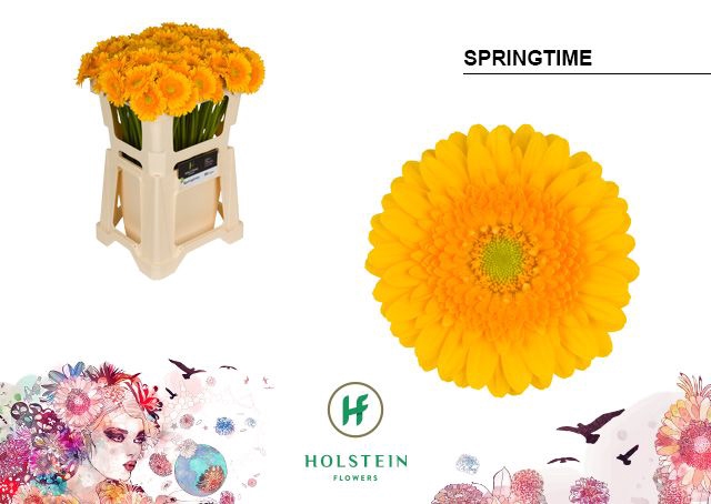 <h4>Germini Springtime Water</h4>