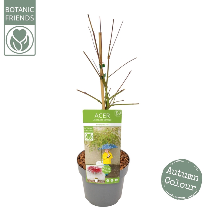 <h4>Acer palm. 'Emerald Lace'</h4>