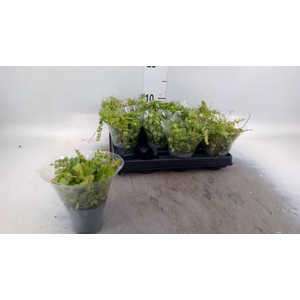 Peperomia pros.