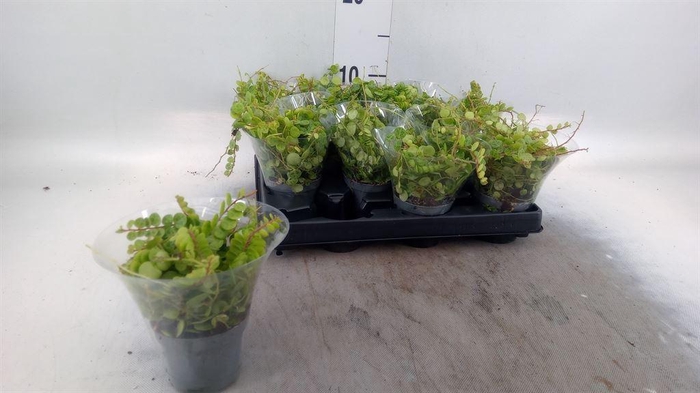 <h4>Peperomia pros.</h4>