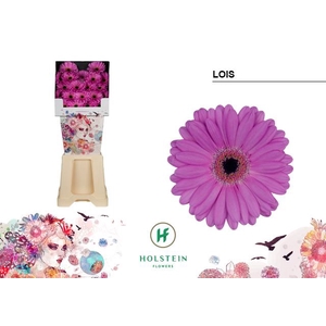 Germini diamond lois