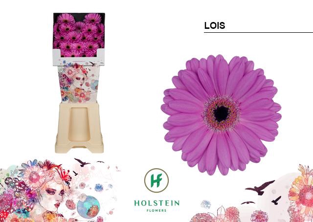 <h4>Germini diamond lois</h4>