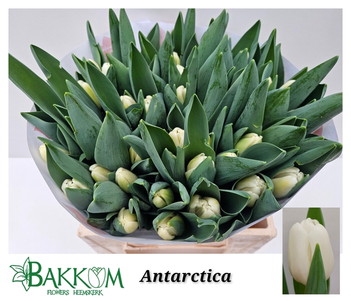 <h4>TU EN ANTARCTICA</h4>