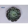 Echeveria Raindrop Cutflower Wincx-8cm