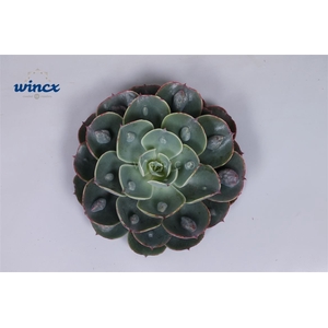 Echeveria Raindrop Cutflower Wincx-8cm