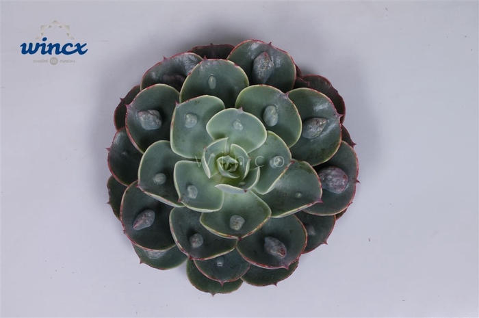 <h4>Echeveria Raindrop Cutflower Wincx-8cm</h4>