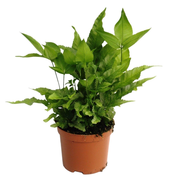 <h4>Pteris Cretica 'Parkeri'</h4>