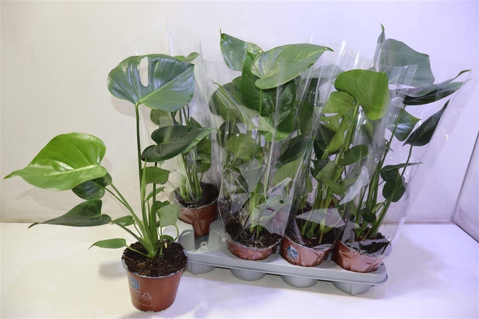 <h4>arr8 Monstera Deliciosa</h4>