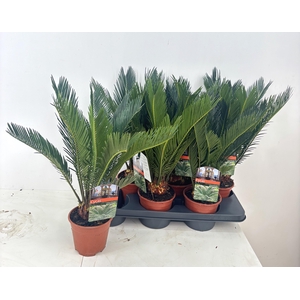 CYCAS REVOLUTA