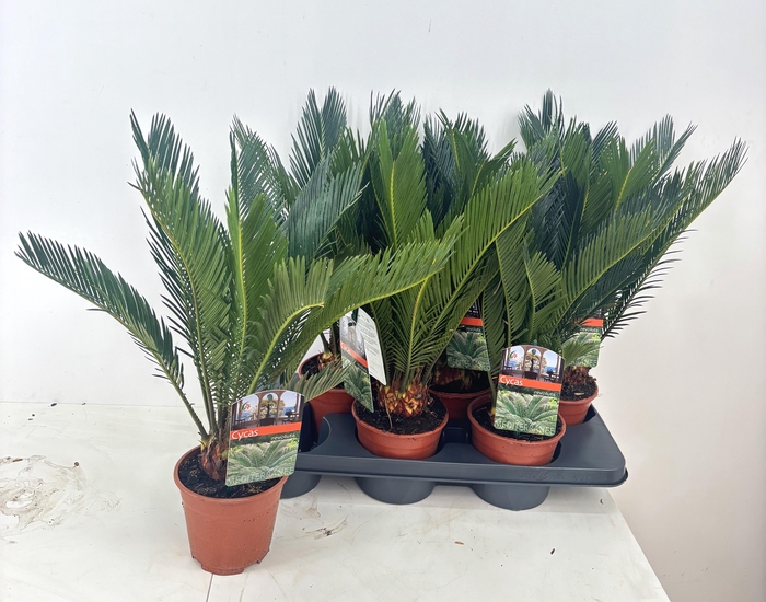<h4>CYCAS REVOLUTA</h4>