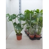arr8 Monstera Deliciosa