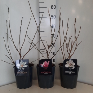 Magnolia in Cultivar