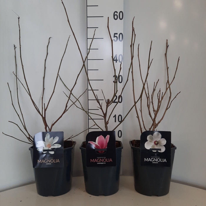 Magnolia in Cultivar