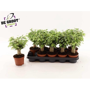 Ficus benja. 'Kinky'