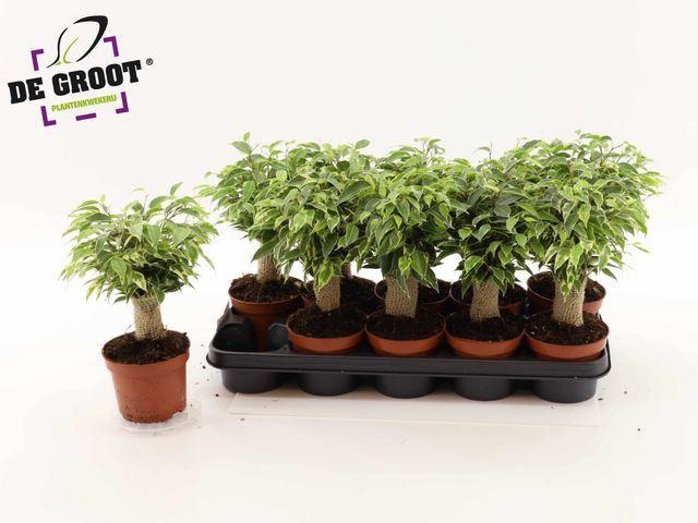 <h4>Ficus benja. 'Kinky'</h4>