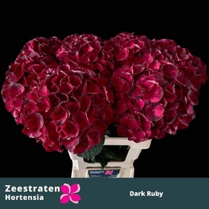 HYDR M MAG DARK RUBY