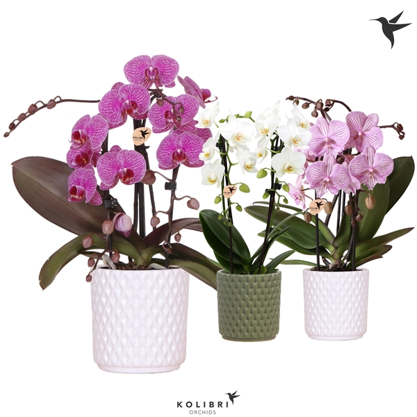 <h4>Kolibri Orchids Niagara fall mix 2 spike in Diamond pot mix</h4>