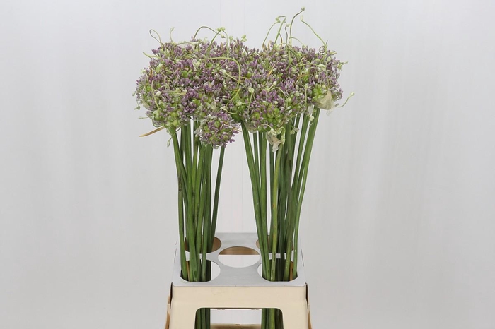 <h4>Allium Green Drops</h4>