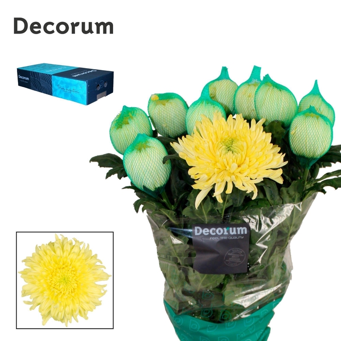 Chrysanthemum (Indicum Grp) geplozen Magnum Yellow