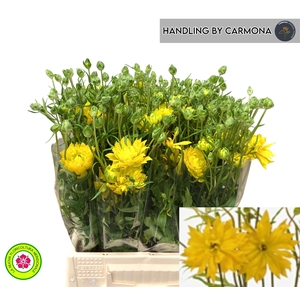 RAN N MODERN PROXIMA