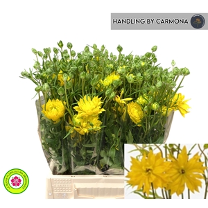 RAN N MODERN PROXIMA