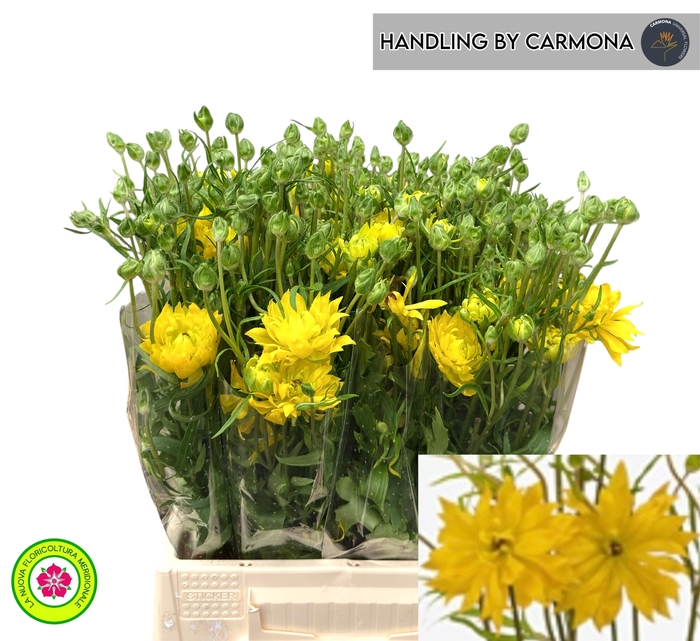 <h4>RAN N MODERN PROXIMA</h4>