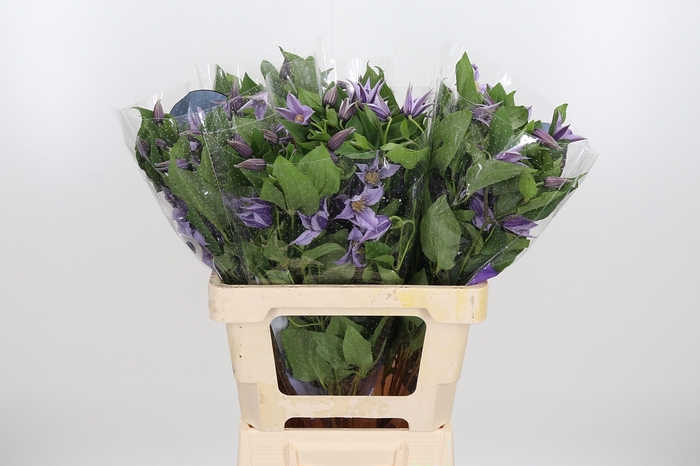 <h4>Clem Star River Lavendel</h4>