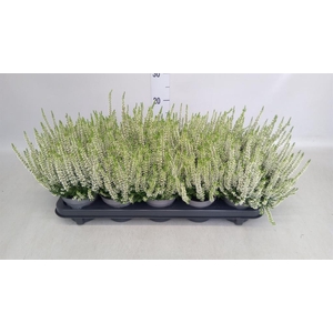 Calluna vulg. 'Beauty L Vera'