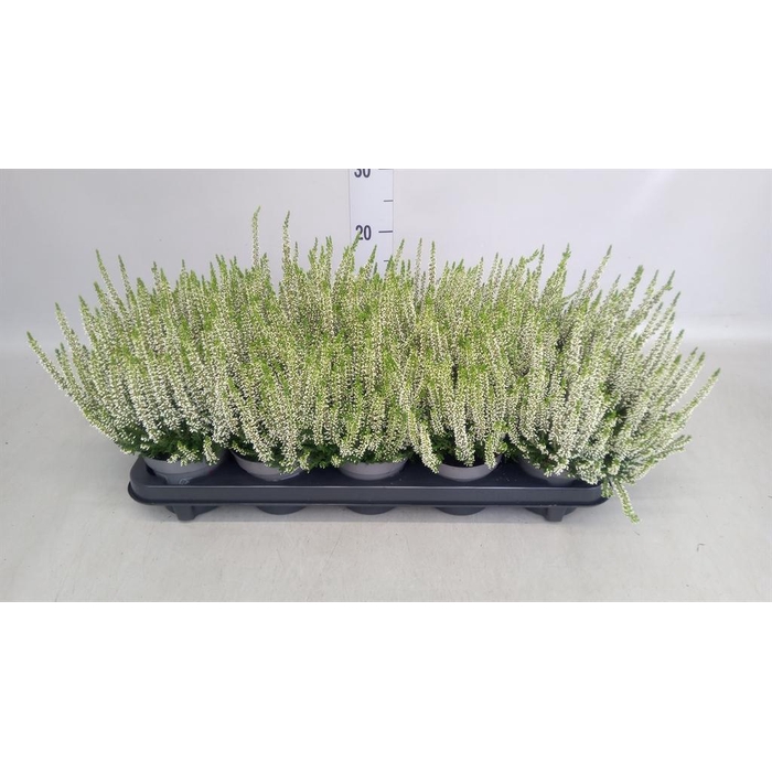 <h4>Calluna vulg. 'Beauty L Vera'</h4>