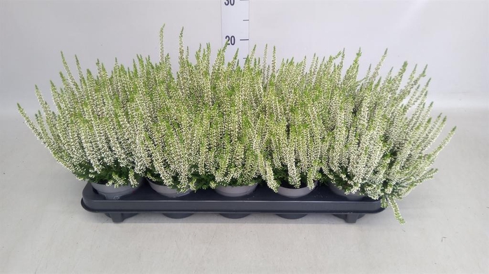 Calluna vulg. 'Beauty L Vera'