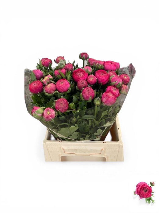 <h4>Ran Aazur Deep Rose</h4>