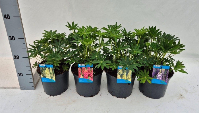 <h4>Lupinus Lupini</h4>